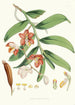 Vanda Cathcarti Lindley - Walter Hood Fitch — artwork view