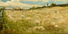 Champs de blé Vermont - Walter Shirlaw — vista dell’opera