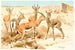 Gazelle Dorcas - Wilhelm Kuhnert — Ansicht des Kunstwerks