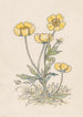 Buttercups - Willem Wenckebach — artwork view