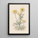 Buttercups - Willem Wenckebach — framed artwork on a wall