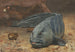 Sea Wolf at the Bottom of an Aquarium - Willem Witsen — artwork view