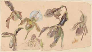 Willem van Konijnenburg - Zeven studies van orchideen.webp