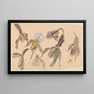 Willem van Konijnenburg - Zeven studies van orchideen.webp