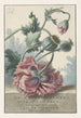 Poppies - Willem van Leen — artwork view