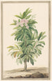 Kalmia à feuilles étroites dans un paysage Kalmia Angustifolia - Willem van Leen — artwork view