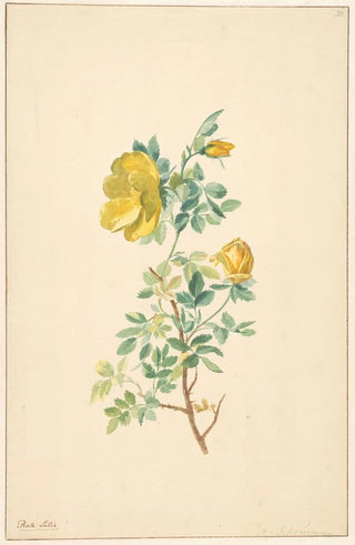 Willem van Leen - Tak van een gele roos Rosa Lutea.webp