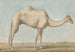 Ein Kamel - Willey Reveley — Ansicht des Kunstwerks