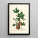 Ribes Jewett - William Henry Prestele — framed artwork on a wall