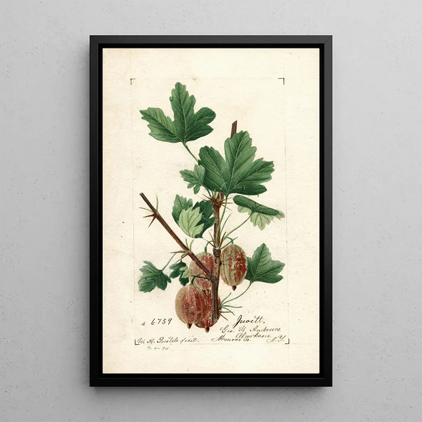 William Henry Prestele - Ribes Jewett.webp
