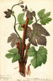 Vitis Hartford Prolific - William Henry Prestele — artwork view