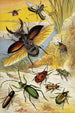 Käfer - William Houghton — Ansicht des Kunstwerks