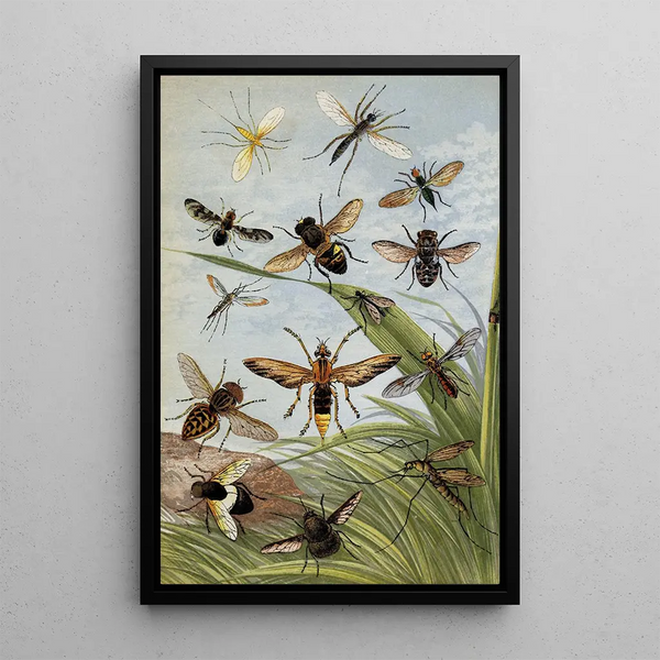 William Houghton - Diptera.webp