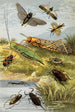 Rhynchotes Orthoptères - William Houghton — artwork view