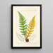 A Century of Ferns Pl04 - William Jackson Hooker — framed artwork on a wall
