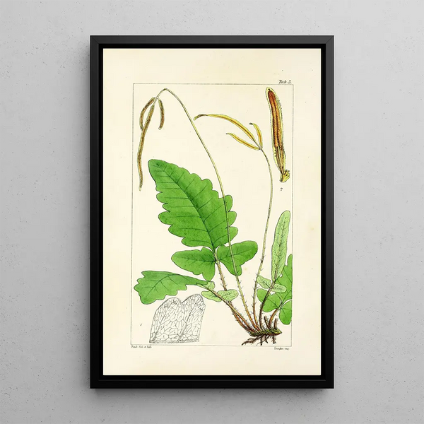William Jackson Hooker - A century of ferns Pl05.webp