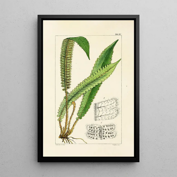 William Jackson Hooker - A century of ferns Pl20.webp