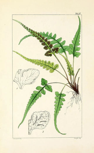 William Jackson Hooker - A century of ferns Pl27.webp