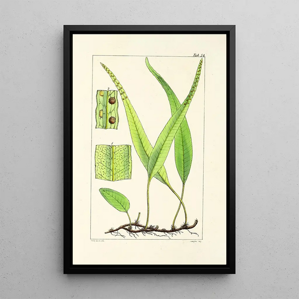 William Jackson Hooker - A century of ferns Pl52.webp