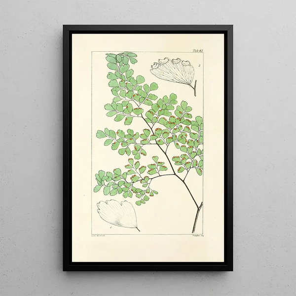 William Jackson Hooker - A century of ferns Pl59.webp