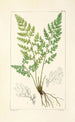 A Century of Ferns Pl80 - William Jackson Hooker — artwork view