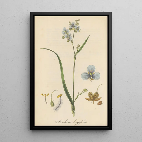 William Jackson Hooker - Aneilema longifolia.webp