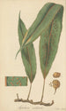 Aspidium nodosum - William Jackson Hooker — artwork view