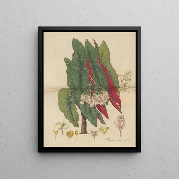 William Jackson Hooker - Begonia argyrostigma.webp