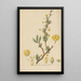 Berberis heterophylla - William Jackson Hooker — quadro incorniciato alla parete