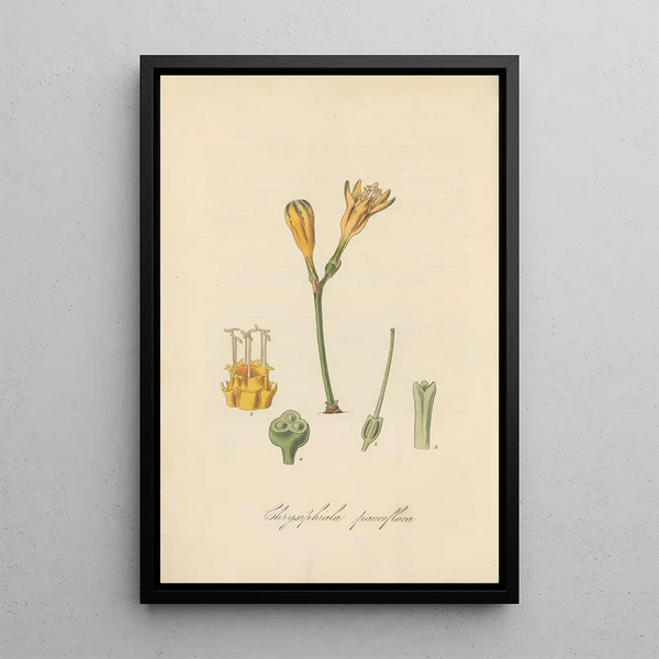 William Jackson Hooker - Chrysiphiala pauciflora.webp