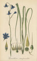 Conanthera campanulata - William Jackson Hooker — Ansicht des Kunstwerks