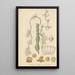 Cuscuta verrucosa - William Jackson Hooker — gerahmtes Bild an der Wand