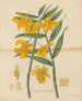 Dendrobium frangé - William Jackson Hooker — Ansicht des Kunstwerks