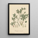 Diospyros vaccinioides - William Jackson Hooker — framed artwork on a wall