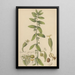Euphorbia hypericifolia - William Jackson Hooker — quadro incorniciato alla parete
