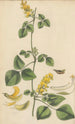 Glycine mollis - William Jackson Hooker — vista dell’opera