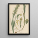 Habenaria alata - William Jackson Hooker — gerahmtes Bild an der Wand