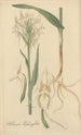 Habenaria blephariglottis - William Jackson Hooker — vista dell’opera