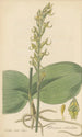 Habenaria orbiculata - William Jackson Hooker — Ansicht des Kunstwerks