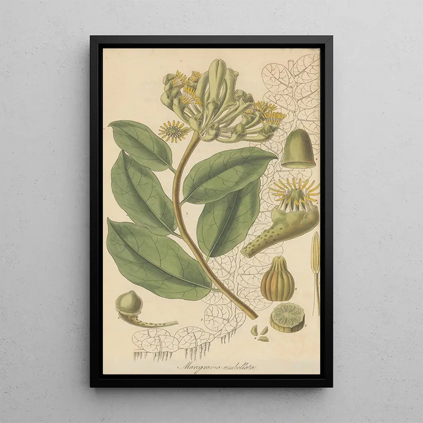 William Jackson Hooker - Marcgravia Umbellata.webp
