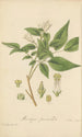Murraya paniculata - William Jackson Hooker — vista dell’opera