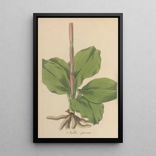 William Jackson Hooker - Neottia speciosa.webp