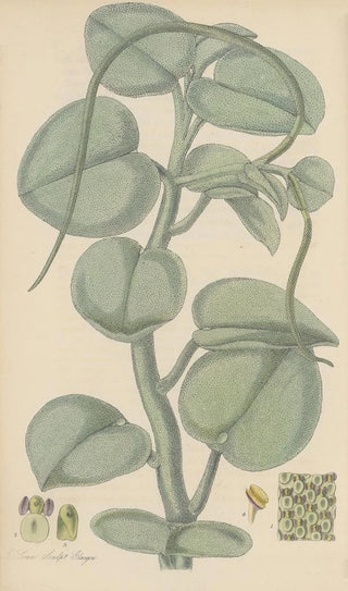 William Jackson Hooker - Peperomia incana.webp