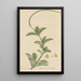 Peperomia pereskiaefolia - William Jackson Hooker — quadro incorniciato alla parete