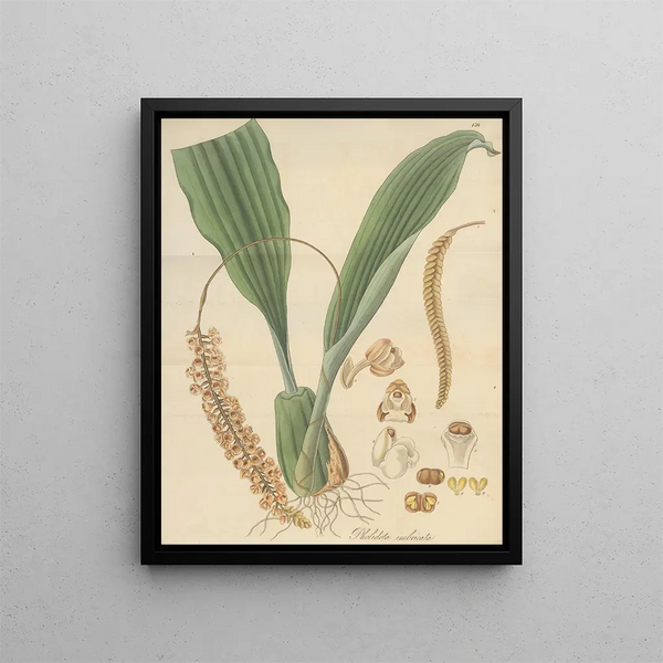 William Jackson Hooker - Pholidota imbricata.webp