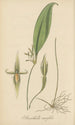 Pleurothallis ruscifolia - William Jackson Hooker — Ansicht des Kunstwerks