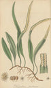 Polypodium pertusum - William Jackson Hooker — vista dell’opera