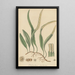 Polypodium pertusum - William Jackson Hooker — quadro incorniciato alla parete