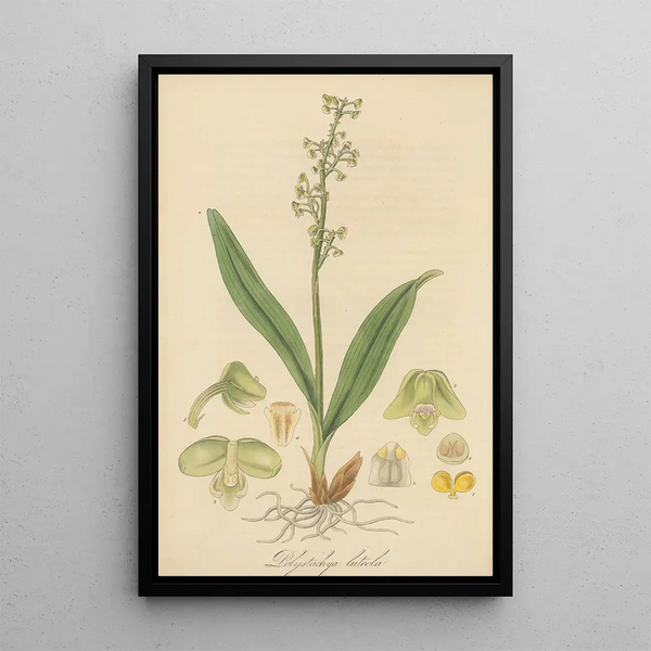William Jackson Hooker - Polystachia luteola.webp