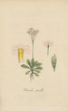 Primula pusilia - William Jackson Hooker — vista dell’opera